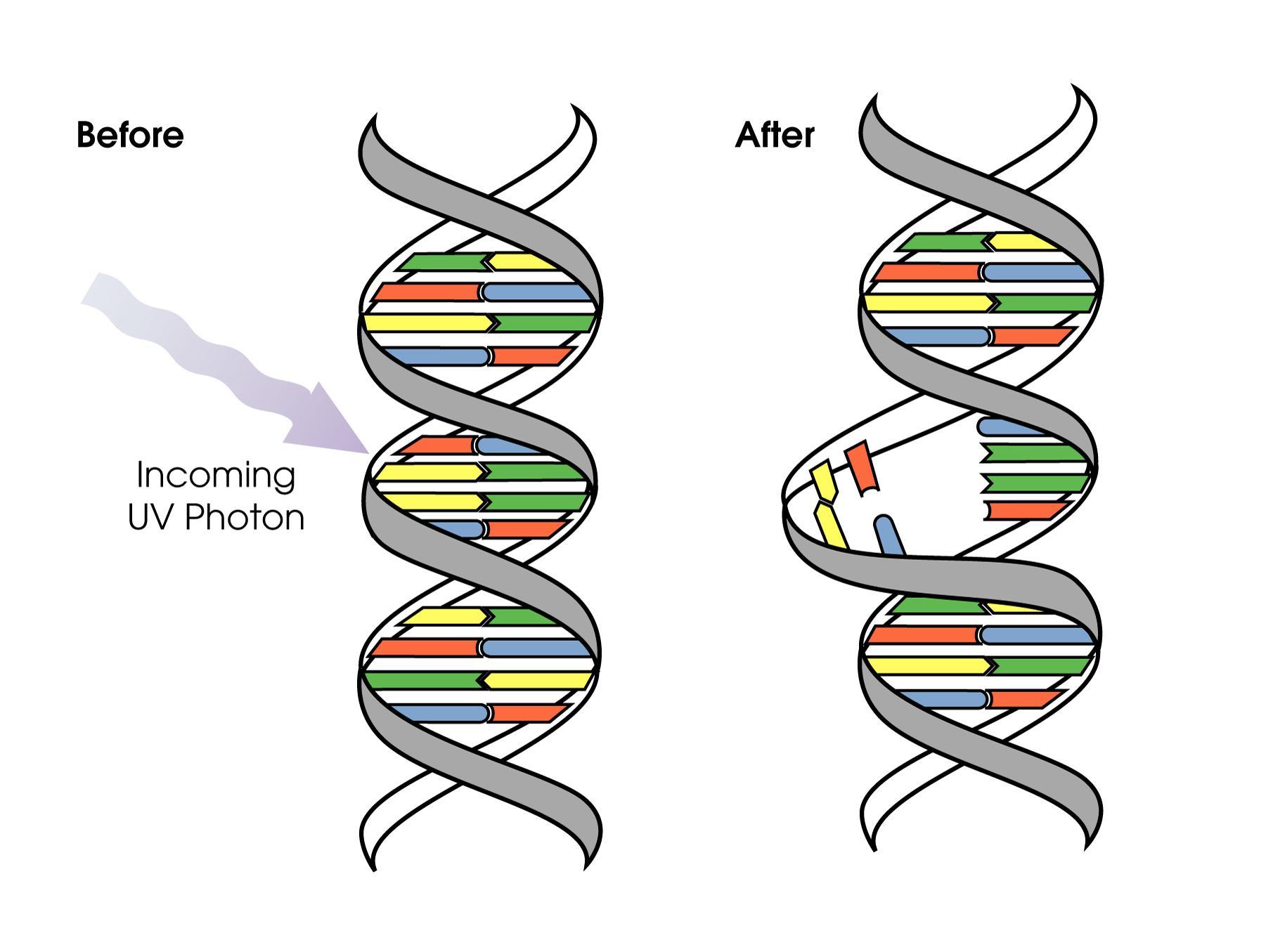 Ultraviolet radiation can damage DNA by distorting its structure. NASA’s Earth Observatory/David Herring
