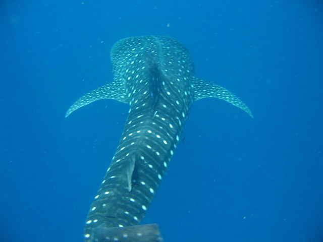 Whale shark ©Dapaan (CC BY-SA 3.0) via Wikimedia