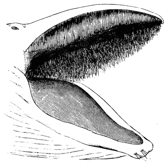 Baleen whale open mouthed as it would whilst feeding, before shutting and trapping the prey inside