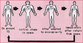 Bodily fluids in microgravity NASA