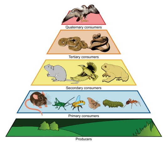 Role of Keystone Species in an Ecosystem