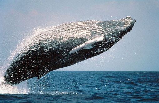 Humpback whale peopleandwater (attribution)