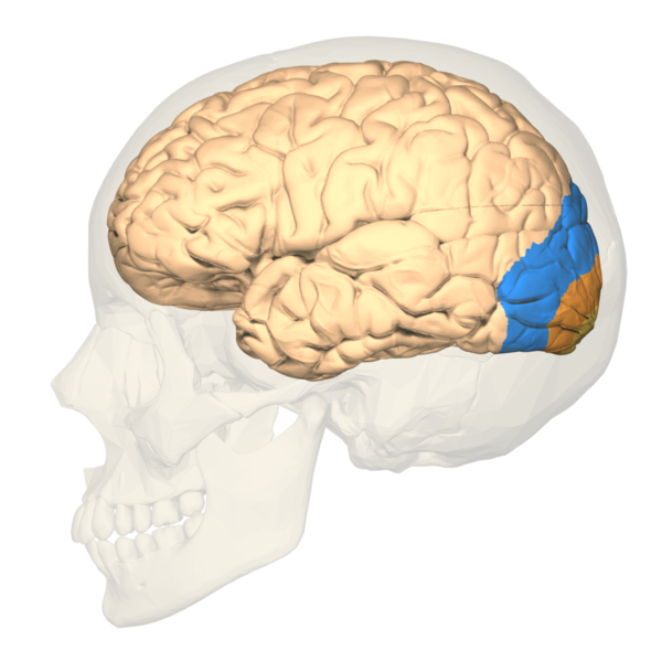 "BodyParts3D, © The Database Center for Life Science CC-BY-SA-2.1-jp via Wikimedia Commons