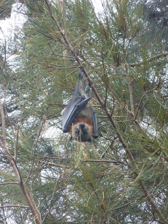 Australian flying fox bat Rowena Fletcher-Wood
