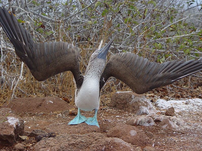 Blue footed booby sky pointing Pete via Wikipedia Commons