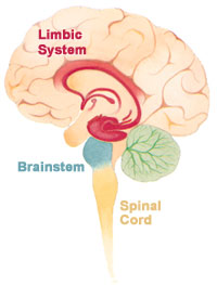 Limbic system