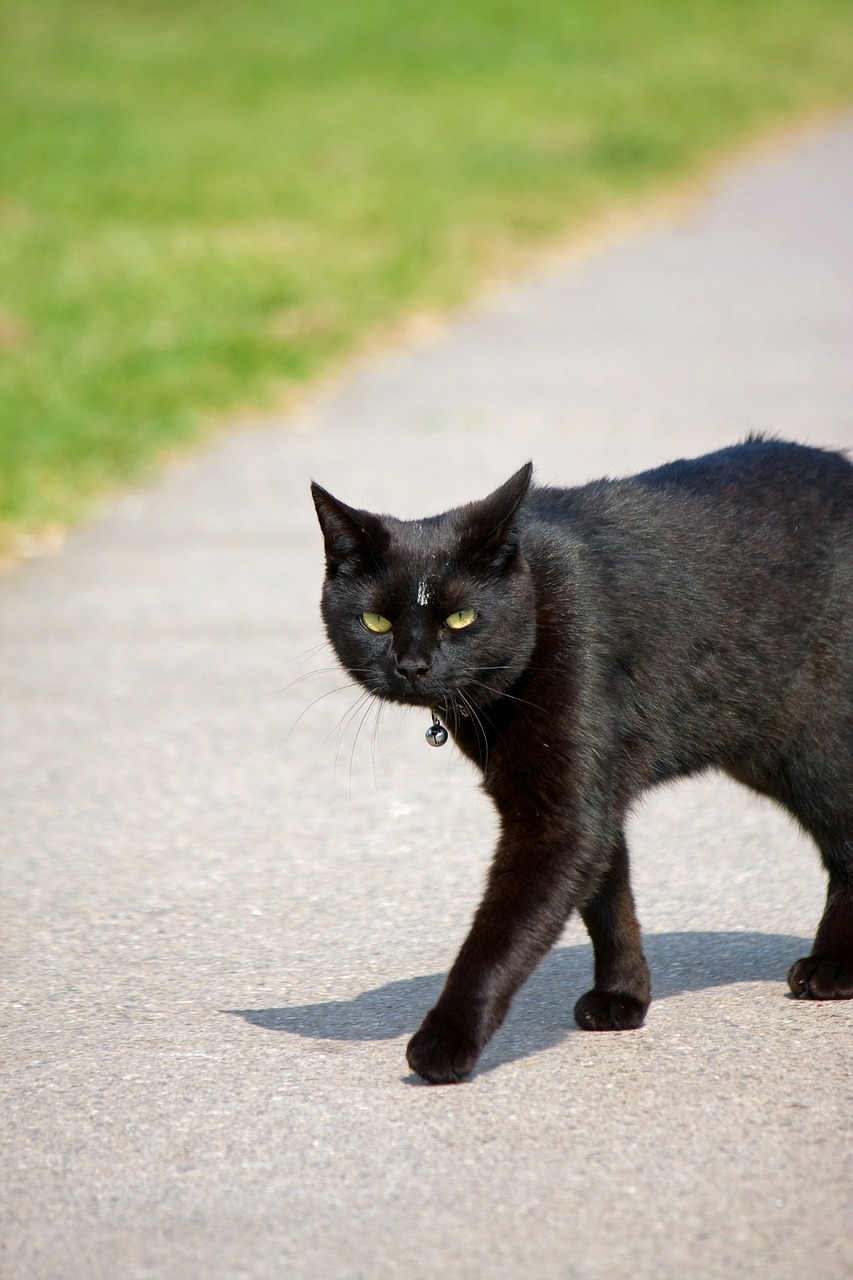 Black Cat Kaz (CC0 Public Domain via Pixabay)