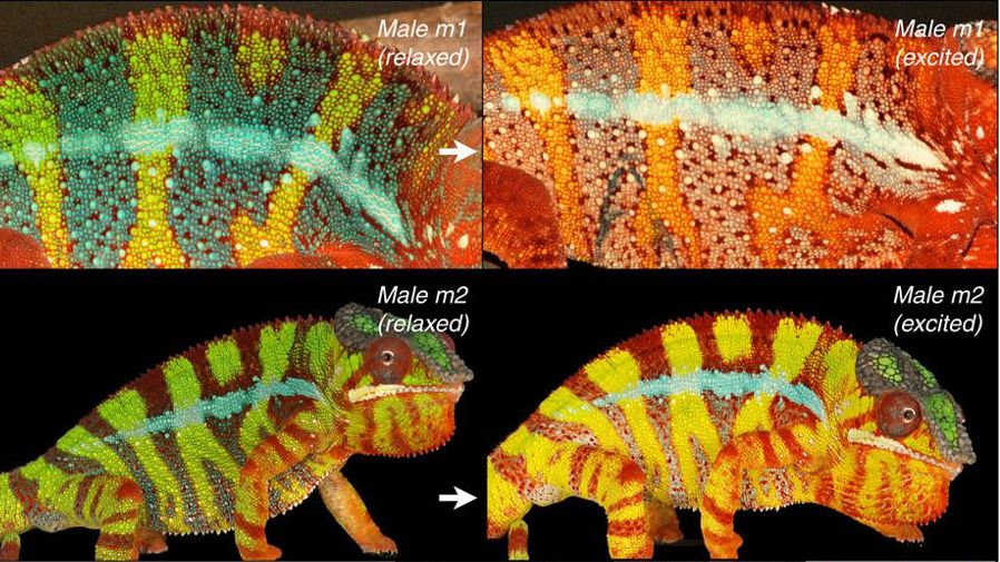 Reversible colour change in two male panther chameleons during excitation. © Nature Communications 2015 (CC BY 4.0)