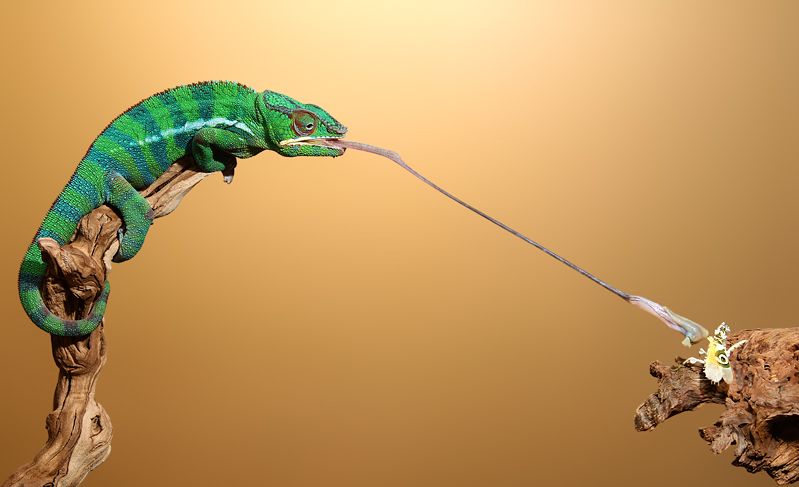 Spiny Flower mantis eaten by 17 month-old chameleon. Scott Cromwell