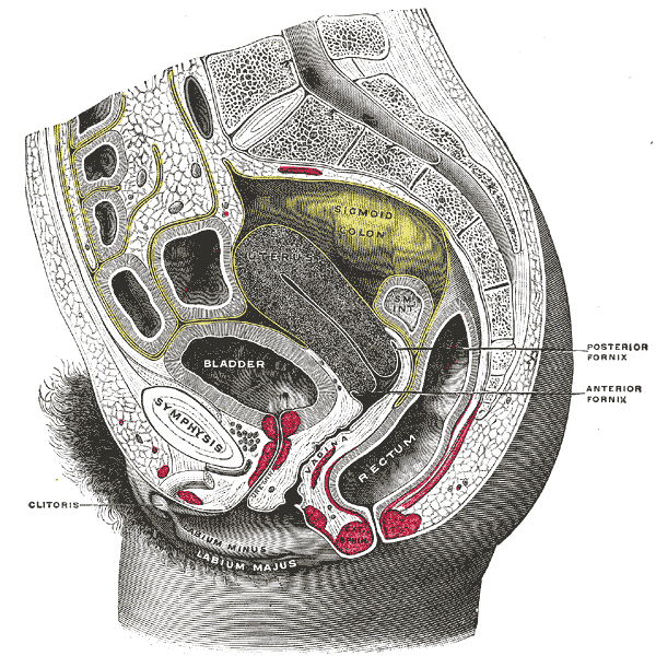 By Henry Vandyke Carter - Henry Gray (1918) Anatomy of the Human Body