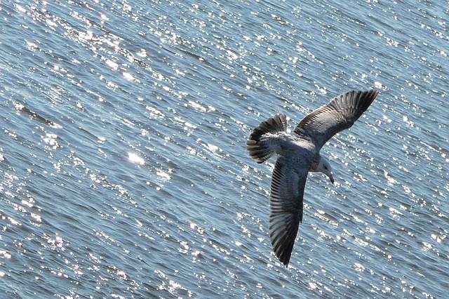 Sea bird flying public domain via werner22brigitte (Pixabay)