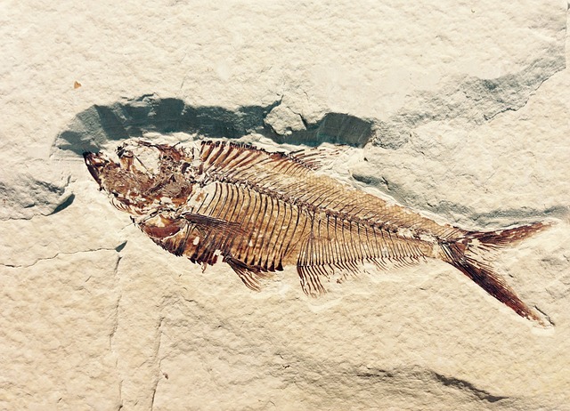 Fossil Strecosa(CC0 Public Domain via Pixabay)