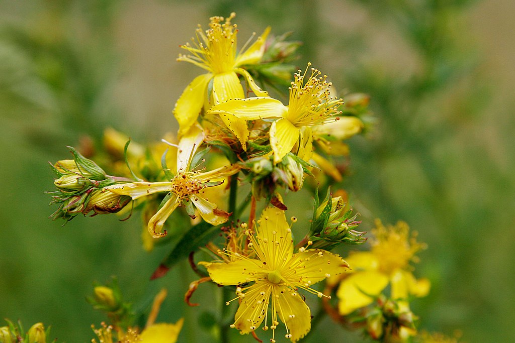 St John's Wort fir0002flagstaffotos via Wikipedia Commons.