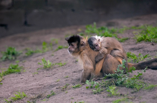 Monkey with Baby User 825545 (CC0 Public Domain via Pixabay)