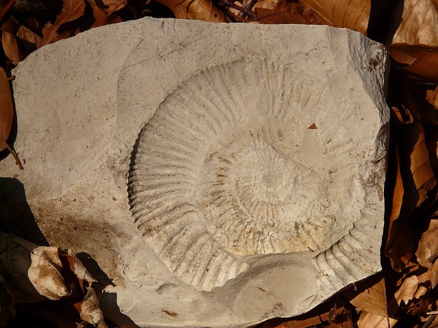 Fossil Hans (CC0 Public Domain via Pixabay)