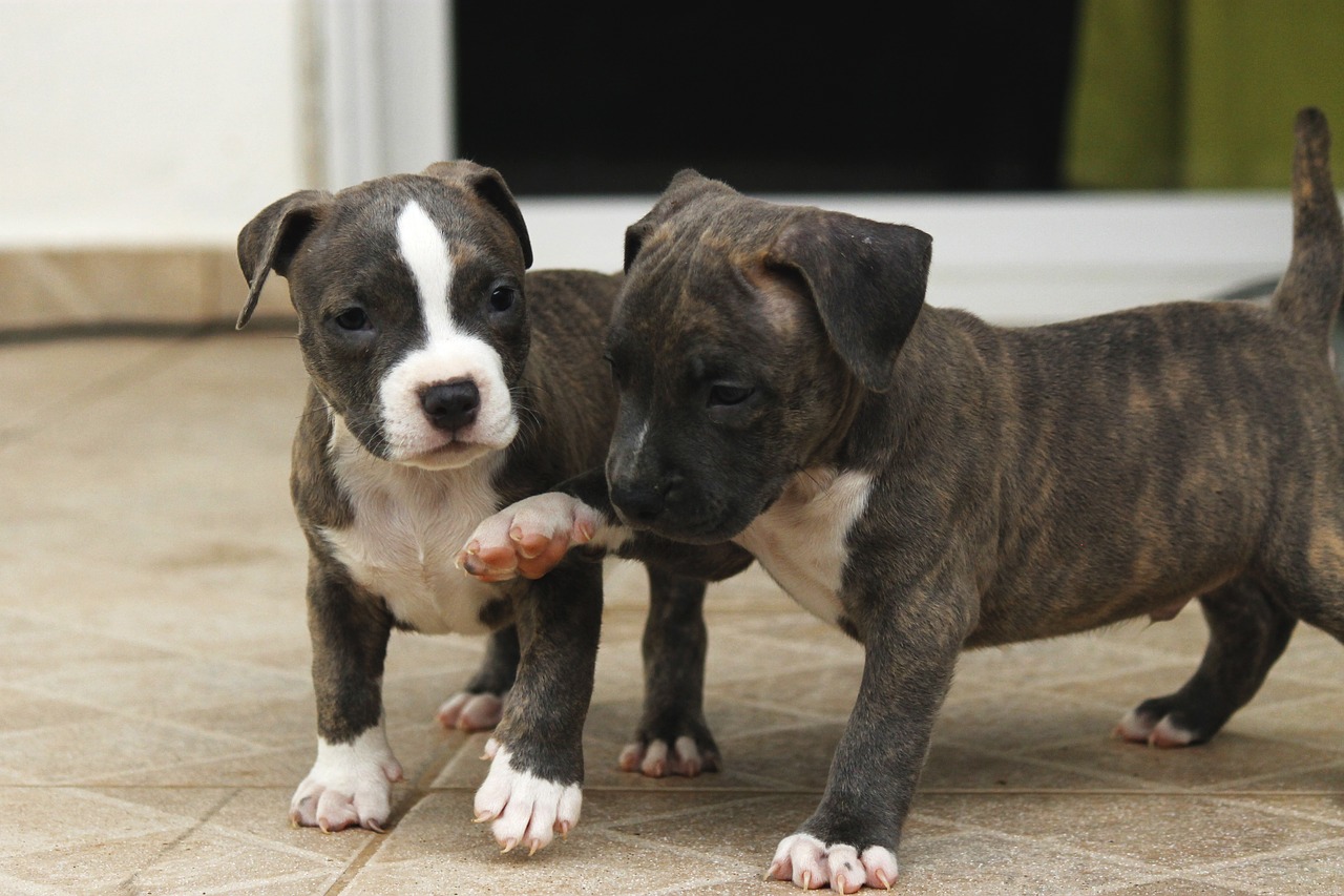 Puppies pointing Public Domain via TC-TORRES (Pixabay)