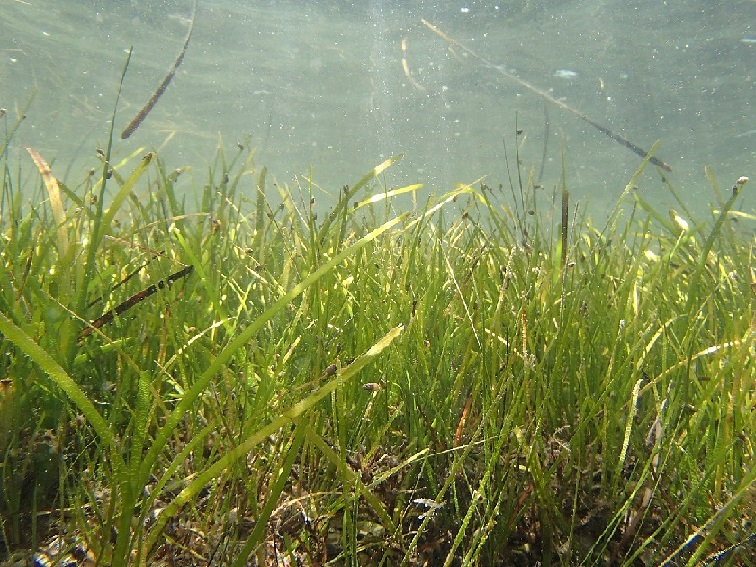 Seagrass. Sofia Sadogurska via Wikipedia Commons.