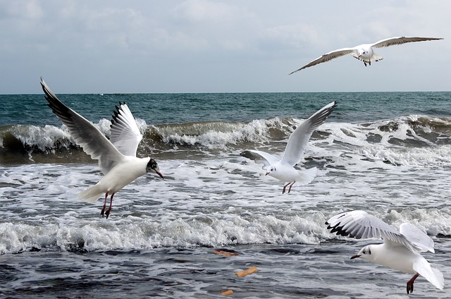 Seagulls ddouk (CC 0) via Pixabay