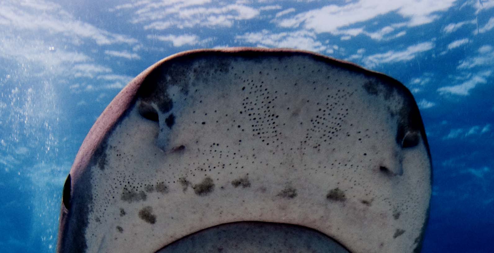Shark nose Albert kok via Wikimedia commons (CC BY-SA 3.0)