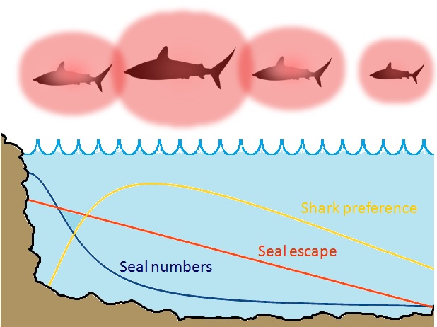 Shark seal graph Rowena Fletcher-Wood