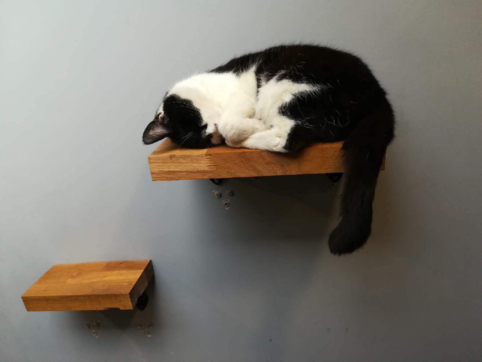 Sleeping cat Rowena Fletcher-Wood