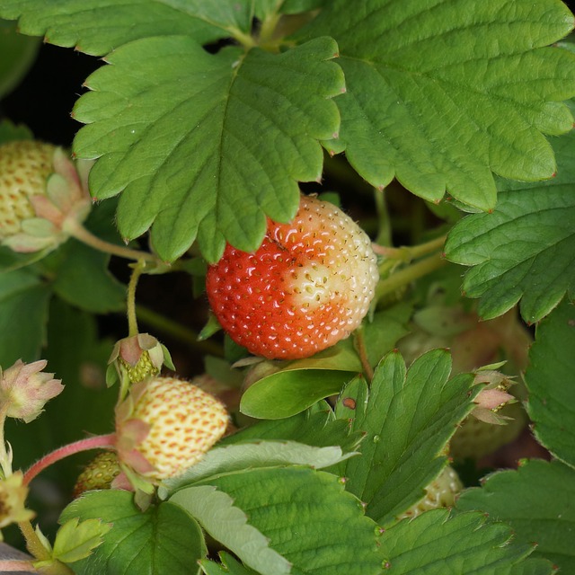 Ripening strawberry Hietaparta (CC0 Public Domain via Pixabay)