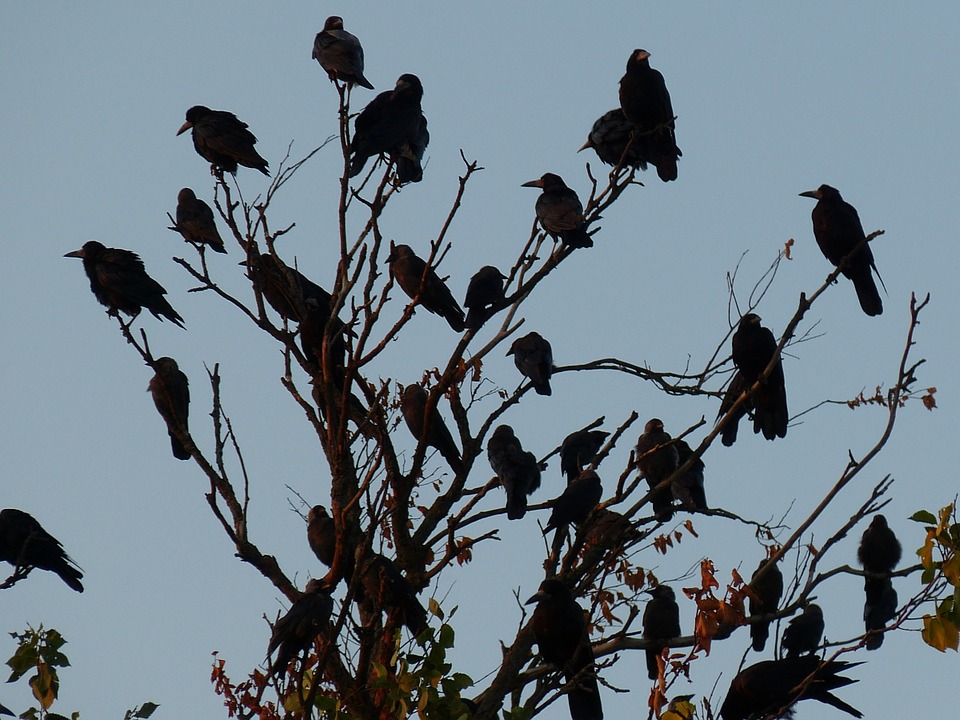 The Birds falco (CC0 Public Domain) via Pixabay