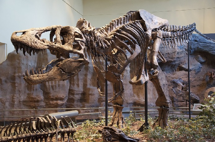 Tyrannosaurus rex. ScottRobertAnselmo via Wikipedia Commons.