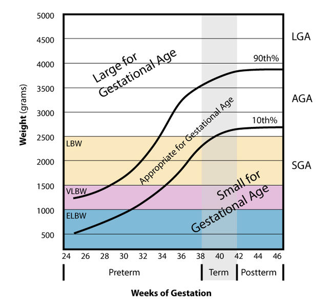 Weight vs gestational age Yehudamalul via Wikipedia Commons.