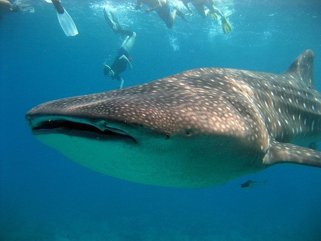 Whale shark Christian Jensen